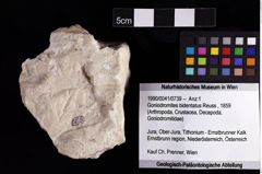 Foto (Objket + Etiketten) von Goniodromites bidentatus (Reuss, 1859) 